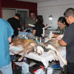 Esteriliza DABA gratuitamente a 708 mascotas