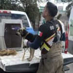 Capturan jauría de 20 perros en fraccionamiento Urbi Villa del Cedro III