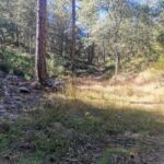 Localiza FGE una osamenta durante rastreo en el municipio de Madera