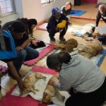 Esterilizó DABA a 526 mascotas el pasado fin de semana