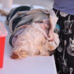 Continuarán mañana esterilizaciones de mascotas en Primaria Ignacio Manuel Altamirano