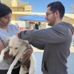 Esterilizó DABA a 530 mascotas el fin de semana