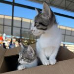 Exhorta DABA a no regalar mascotas por el Día del Amor y de la Amistad