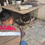 Rescata DABA a 19 animalitos en cinco cateos