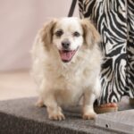 Invita DABA a celebrar Día de las Buenas Acciones con adopciones y colecta de croquetas