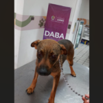 La Dirección de Atención y Bienestar Animal no tolera el maltrato animal