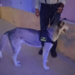 Perro Husky que atacó a niño en la Feria del Libro aún se encuentra en resguardo de DABA