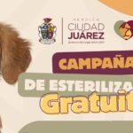 Esterilizará DABA perros y gatos de Lomas de Poleo y Fraccionamiento Roma