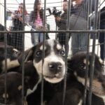 Listos para ser adoptados perritos y gatitos en DABA