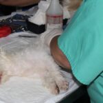 Llevará DABA campaña de esterilización gratuita a las colonias Enríquez Guzmán y Praderas del Sol