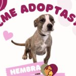 En espera de ser adoptados perritos y gatitos en DABA