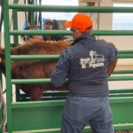 Celebra Desarrollo Rural próxima reapertura a la exportación de ganado chihuahuense a Estados Unidos