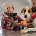 Esteriliza DABA a 770 perritos y gatitos en el Kilómetro 27 y en Pradera Dorada