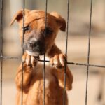 En espera de ser adoptados 50 perritos y 30 gatitos en DABA