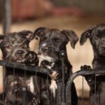 DABA llama a prevenir pérdidas de mascotas por detonaciones de fin de año