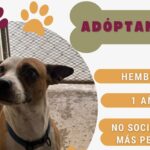 Están en DABA 50 perritos y 30 gatitos en espera de ser adoptados