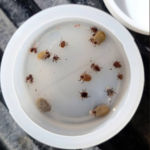 Refuerza Salud vigilancia epidemiológica contra la rickettsiosis