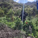 Destruye AEI plantío de 900 metros cuadrados de amapola en Morelos