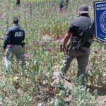Destruye AEI seis mil plantas de amapola en Guadalupe y Calvo