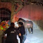 Policías Municipales participan en rescate de animales durante incendio de vivienda en la colonia Santa Rosa