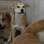 Se coordina DABA con la Secretaría de Salud en la evaluación de perros agresivos