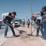Realiza Parques y Jardines jornada de reforestación en la avenida Carlos Amaya