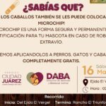 Colocará DABA microchips a caballos en Samalayuca