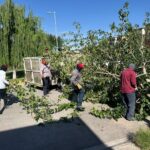 Retira Parques y Jardines árboles derribados por vientos