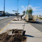 Reforestan con 50 fresnos el camellón de eje Vial Juan Gabriel