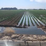 Aplican Desarrollo Rural e INIFAP tratamientos innovadores en cultivo de algodón del Valle de Juárez