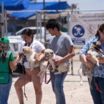 Más de 600 mascotas protegidas en la décima jornada masiva de salud animal del Partido Verde en Juárez