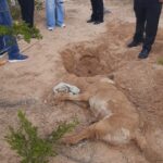 Suma DABA tres casos de crueldad animal en una semana